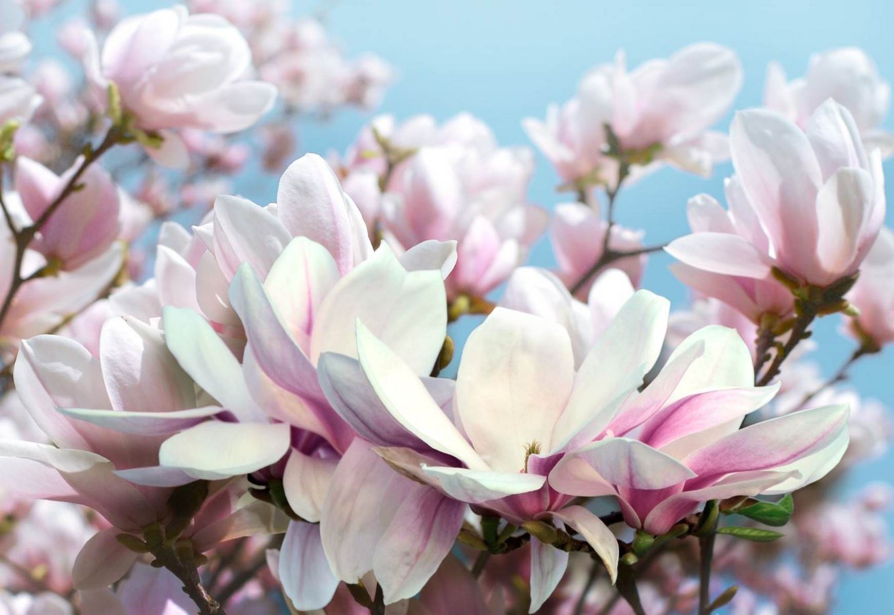 Magnolii roz înflorite