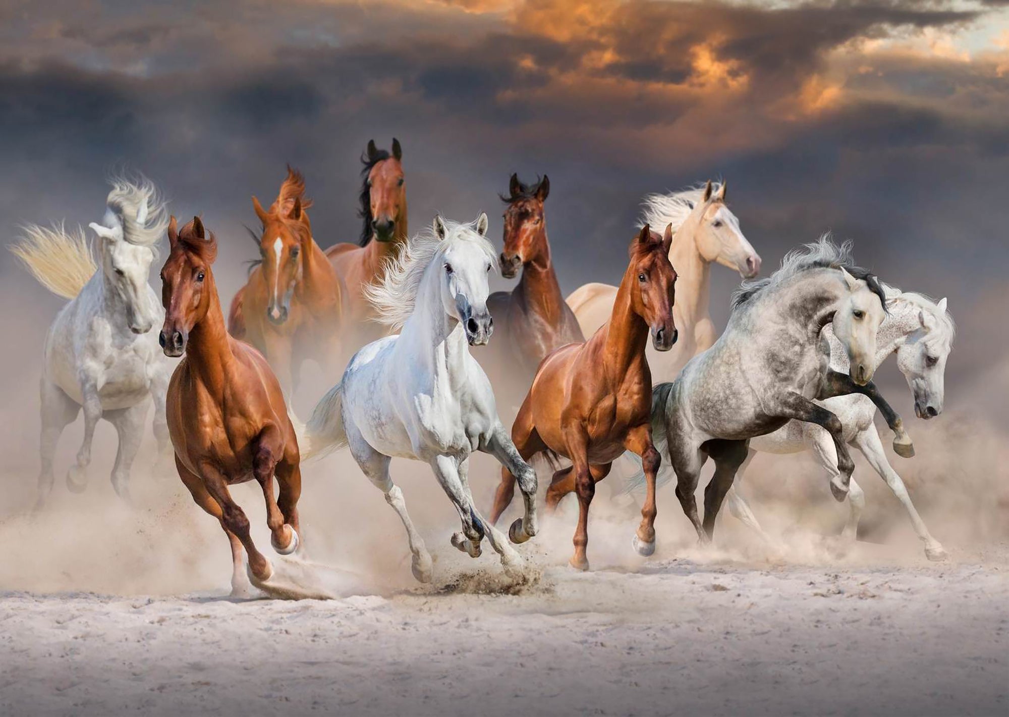 Cai sălbatici în galop