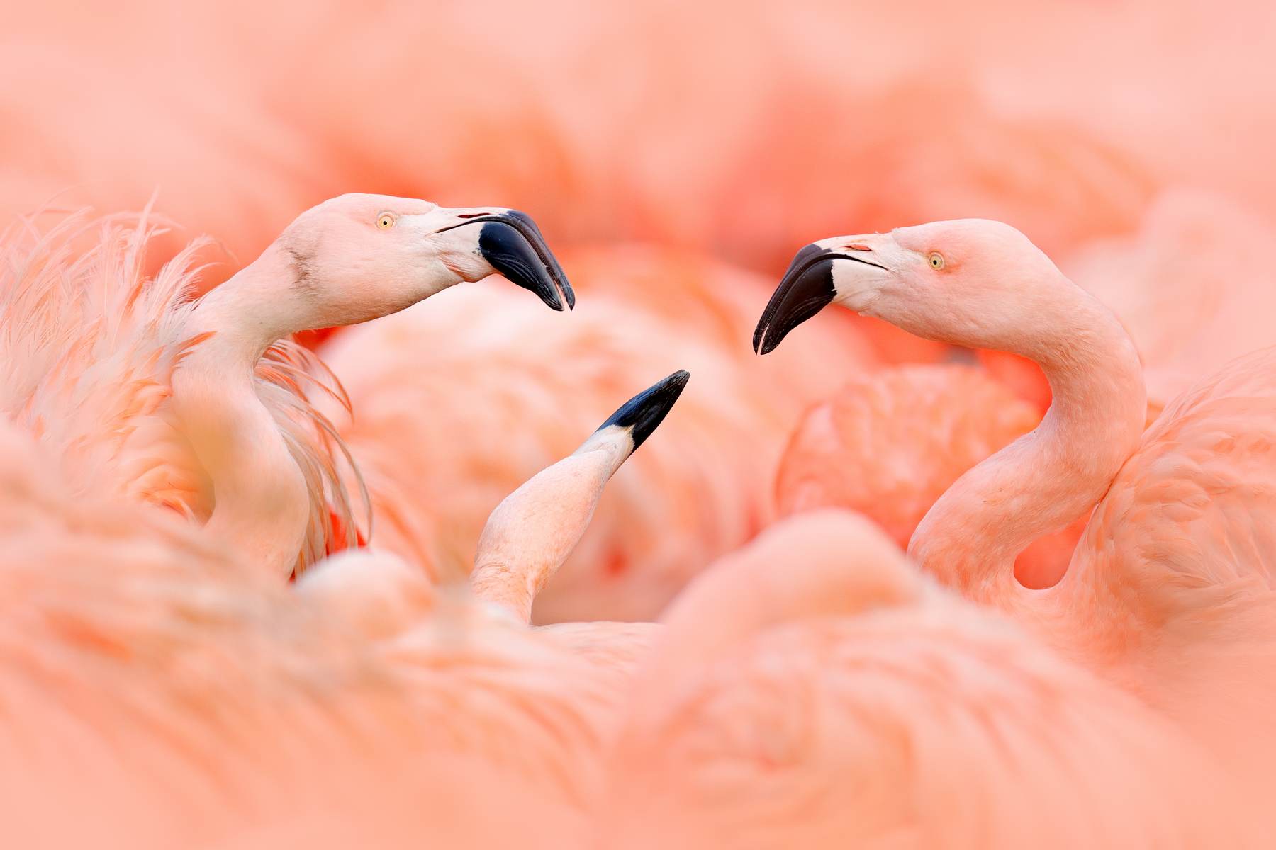 Flamingo roz pastel