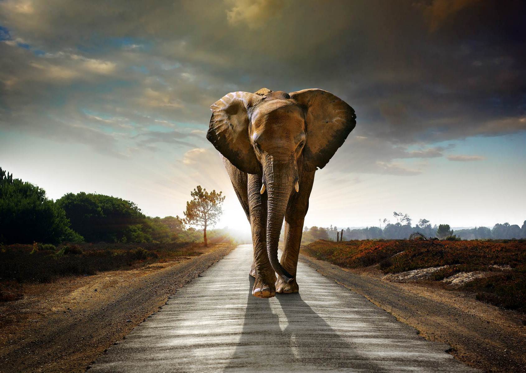 Elefant pe drum