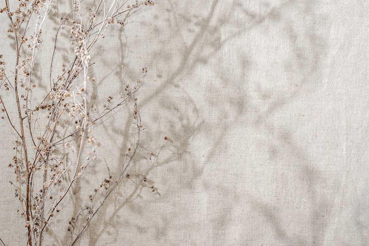 Flori uscate delicate pe fundal texturat