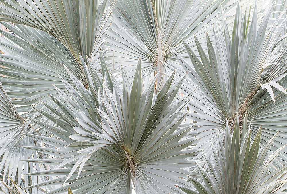 Frunze de palmier argintii tropicale