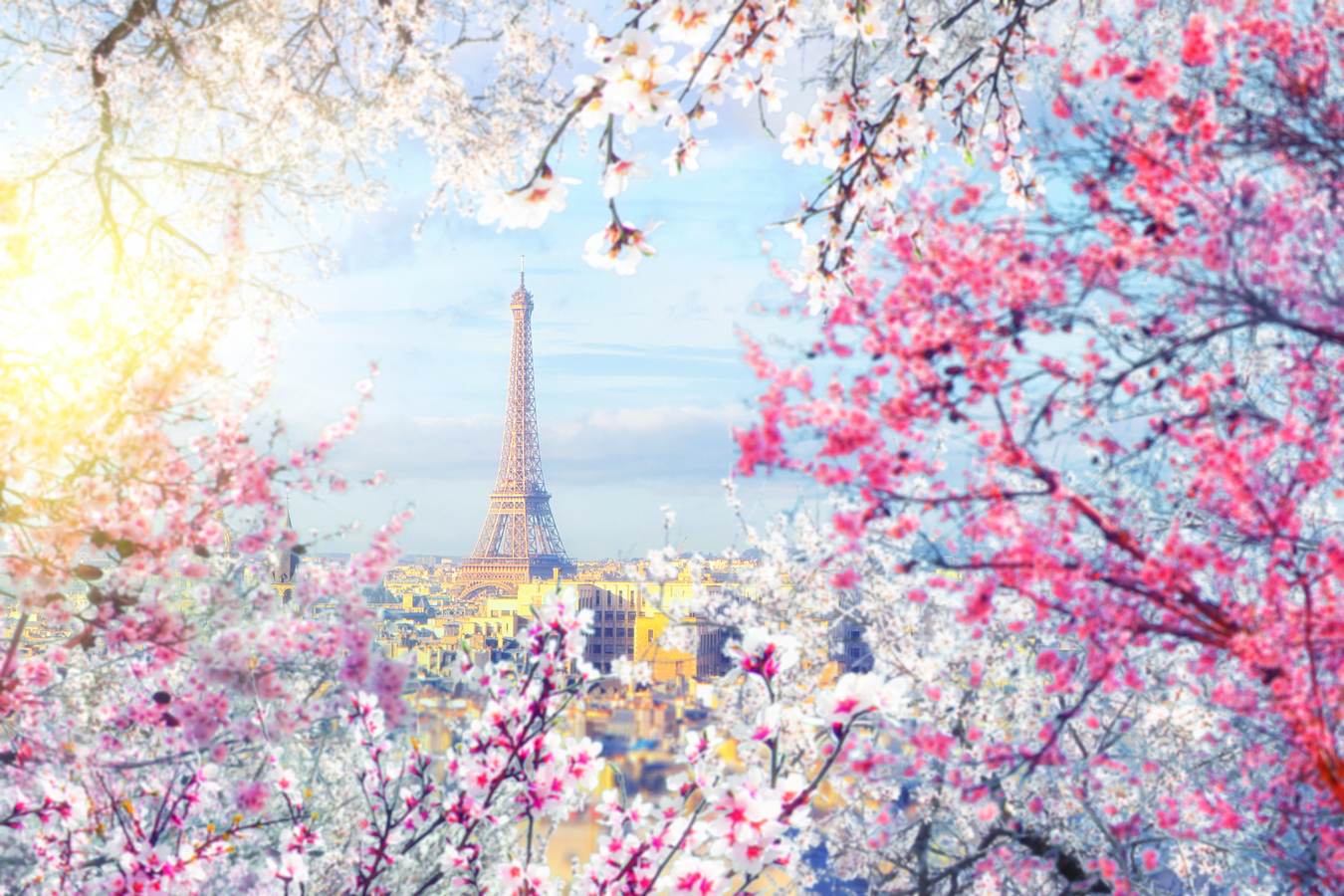 Paris acuarelă cu flori roz