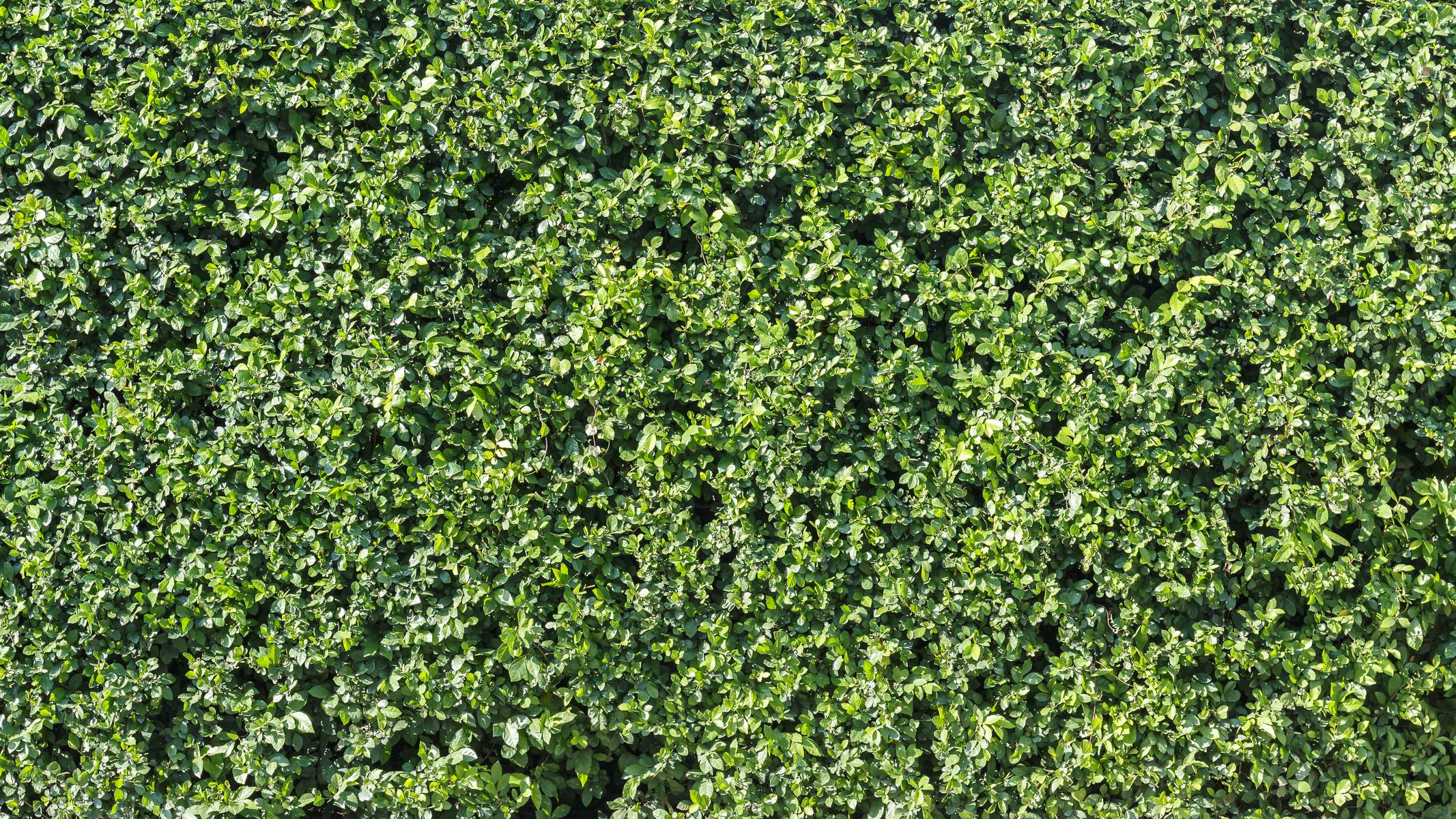 Gard viu verde decorativ