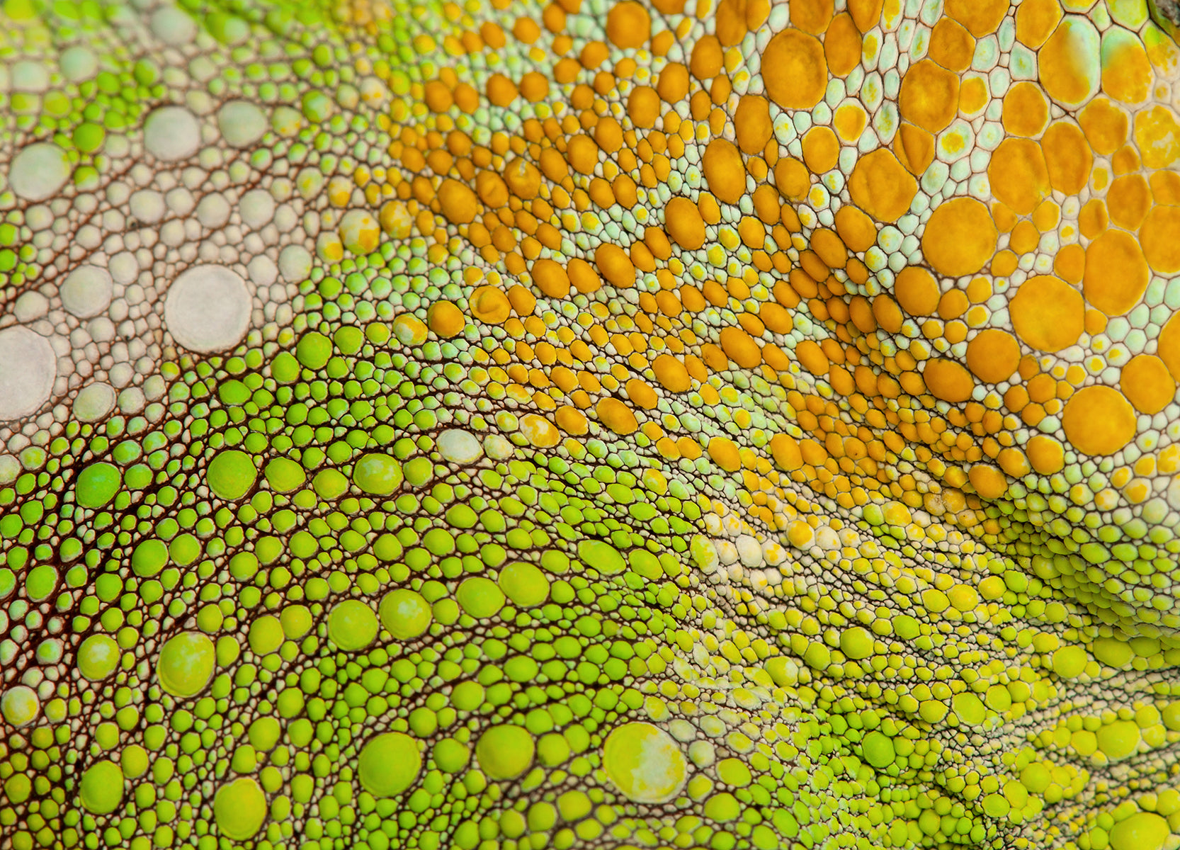 Textură macro de piele de cameleon în nuanțe verzi și aurii