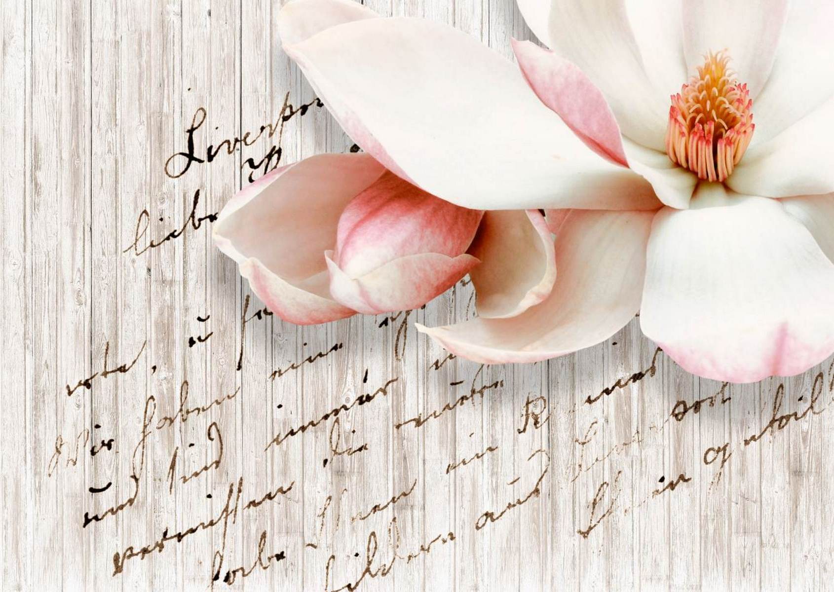 Magnolie roz delicată pe fundal cu text vintage