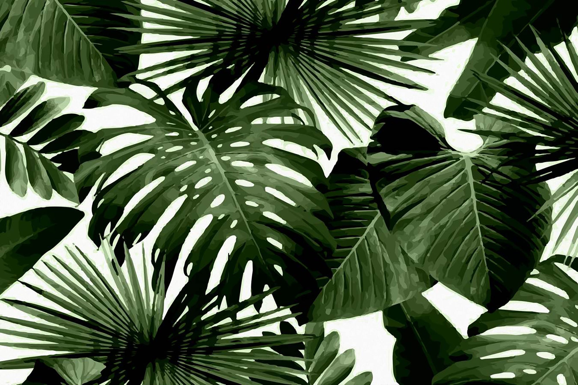 Frunze monstera verzi tropicale