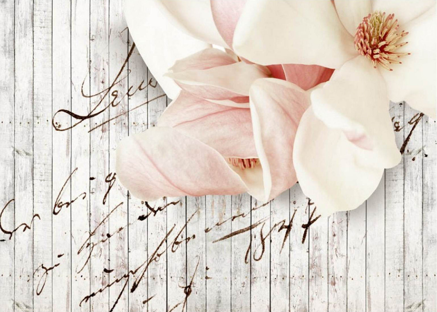 Magnolii roz pe lemn alb