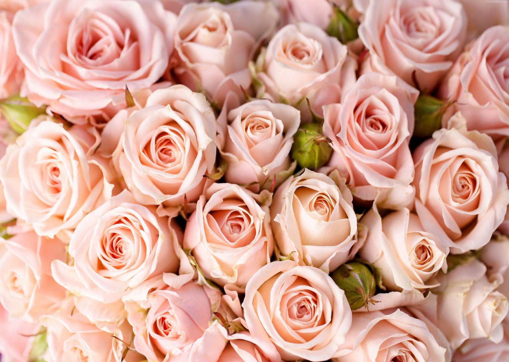 Buchet des de trandafiri roz pal