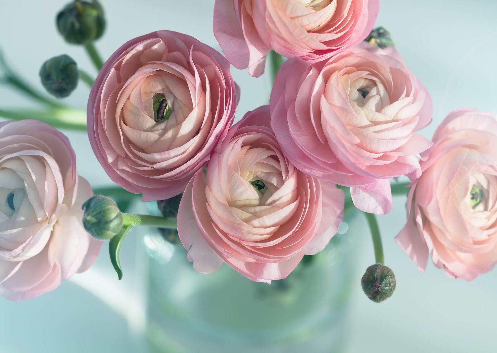Ranunculus roz pe fundal turcoaz