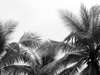 Wall Mural - Black and white palm trees