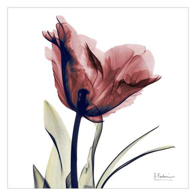 Poster - Red poppies, 60 x 60 см, Framed poster on glass
