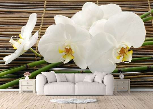 Wall Mural - Beautiful white orchid