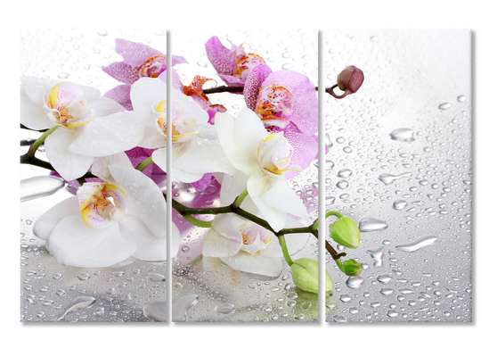 Модульная картина, Розовая и белая орхидеи.