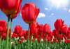 Wall Mural - Red tulips and clear sky
