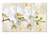 Modular picture, White orchid on a beige background.