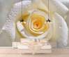 Wall Mural - Rose with drops on the petals