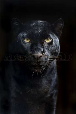 Poster - Black Panther, 60 x 90 см, Framed poster on glass, Animals