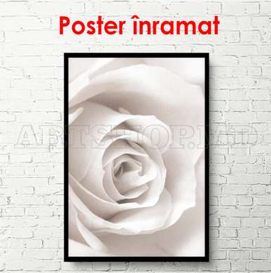 Poster - Trandafirul alb, 60 x 90 см, Poster inramat pe sticla, Flori