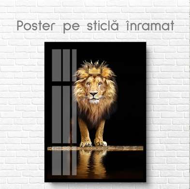 Poster, Lion with golden crown, 60 x 90 см, Framed poster on glass, Animals