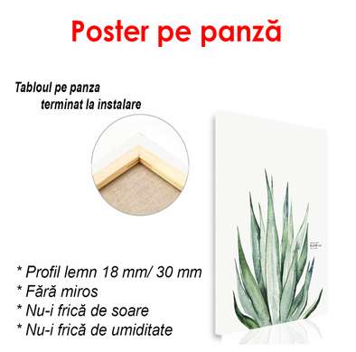 Poster - Plantă verde pe un fundal alb, 60 x 90 см, Poster înrămat, Botanică