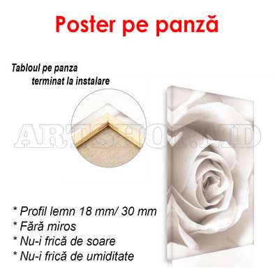 Poster - Trandafirul alb, 60 x 90 см, Poster inramat pe sticla, Flori