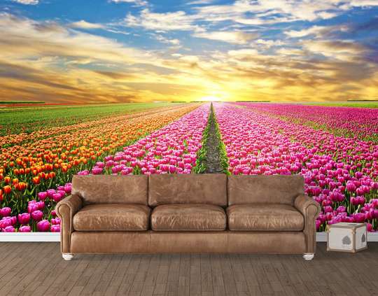 Wall Mural - Field of tulips at sunset