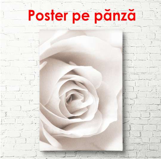 Poster - White rose, 60 x 90 см, Framed poster, Flowers
