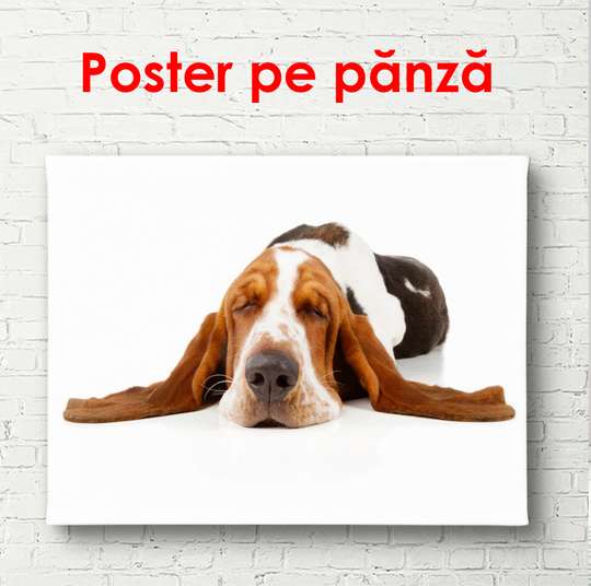 Poster, Câinele se întinde pe un fundal alb, 90 x 60 см, Poster înrămat, Animale