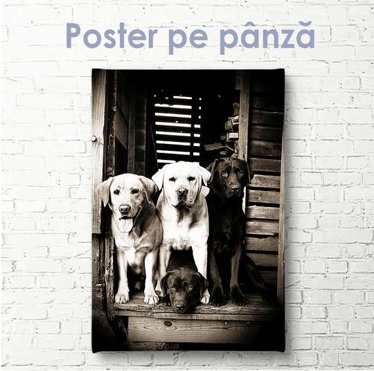 Постер, Лабрадоры, 30 x 60 см, Холст на подрамнике, Животные