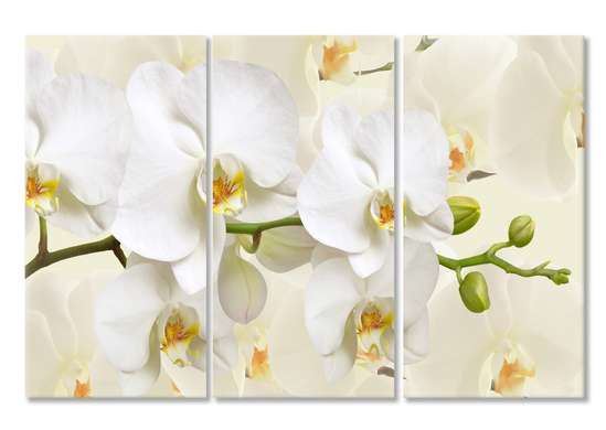 Модульная картина, Белая Орхидея на бежевом фоне., 70 x 50
