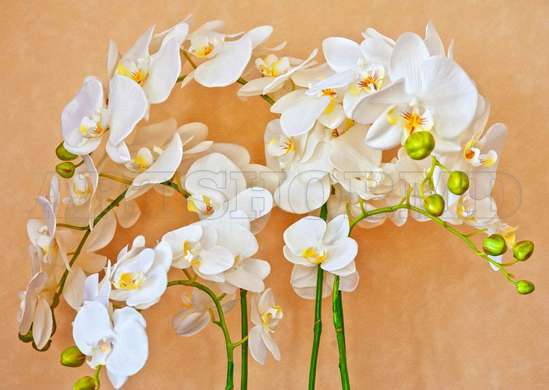 Wall Mural - White orchid on a beige background