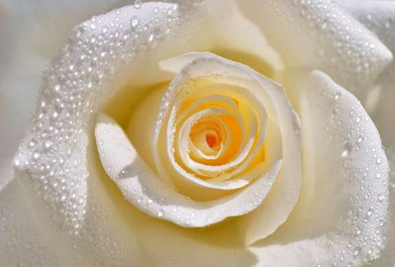 Fototapet - Trandafir cu picături de rouă pe petale