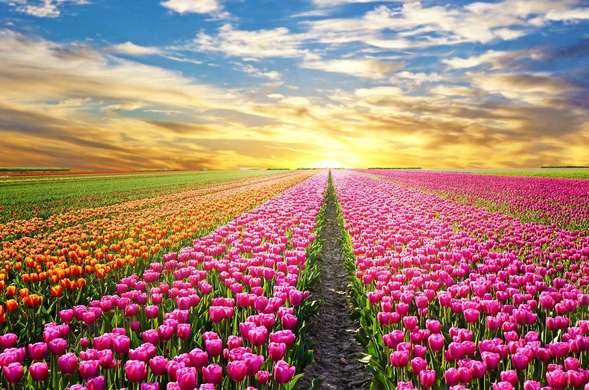 Фотообои - Поле тюльпанов на фоне заката
