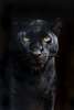 Poster - Black Panther, 60 x 90 см, Framed poster on glass, Animals