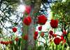 Фотообои - Красные тюльпаны в парке
