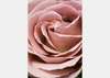 Фотообои - Бутон розовой розы