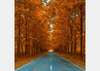 Wall Mural - Autumn forest