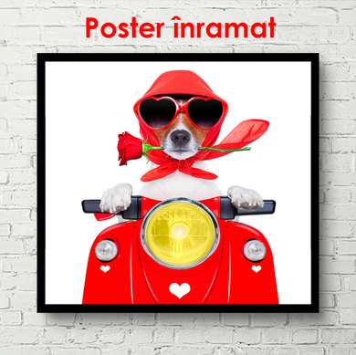 Poster - Câine care conduce un moped, 100 x 100 см, Poster înrămat