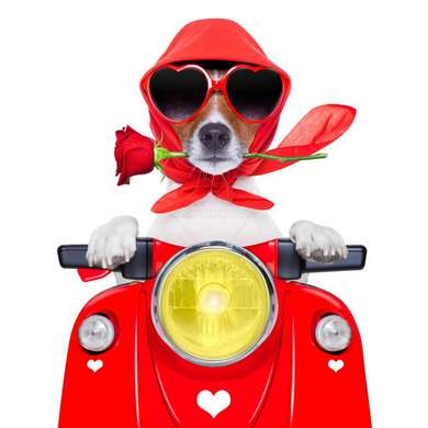 Poster - Câine care conduce un moped, 100 x 100 см, Poster inramat pe sticla, Minimalism
