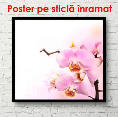 Постер - Розовая орхидея, 100 x 100 см, Постер в раме, Цветы