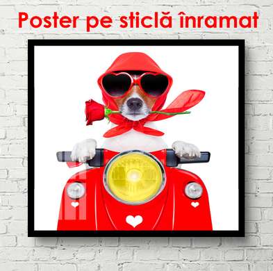 Постер - Собачка за рулем мопеда, 100 x 100 см, Постер в раме, Минимализм