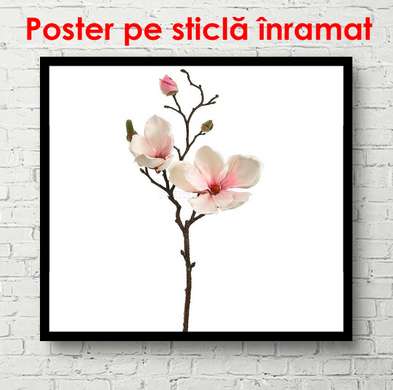 Poster - Crenguța cu flori roz, 100 x 100 см, Poster inramat pe sticla, Minimalism