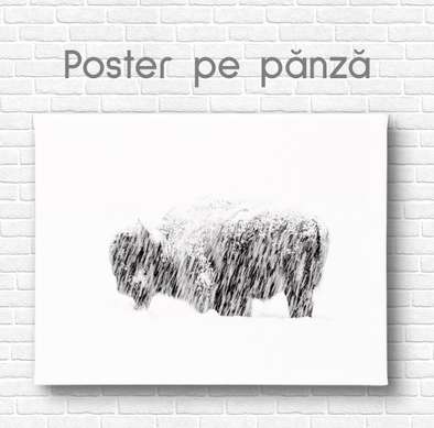 Постер, Бизон в снегу, 90 x 60 см, Постер на Стекле в раме, Животные