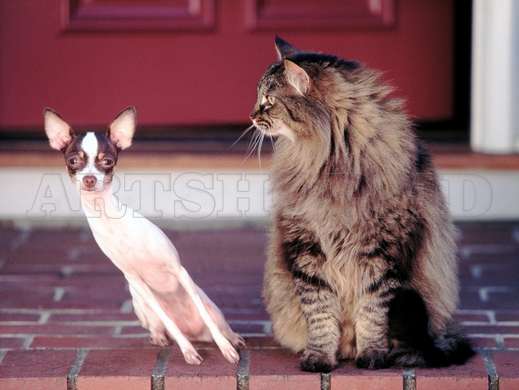 Poster, cat and dog, 45 x 30 см, Canvas on frame, Animals