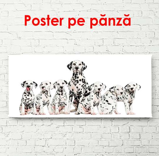 Постер, Далматинцы собаки на белом фоне, 90 x 45 см, Постер в раме, Животные