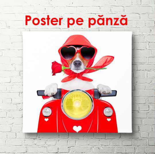 Постер - Собачка за рулем мопеда, 100 x 100 см, Постер в раме
