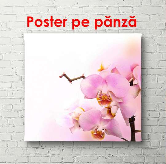Постер - Розовая орхидея, 100 x 100 см, Постер в раме