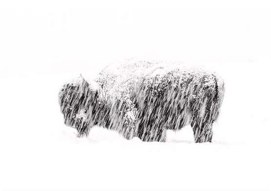 Poster, Bison in the snow, 45 x 30 см, Canvas on frame