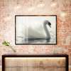 Poster, White swan, 90 x 60 см, Framed poster on glass, Animals